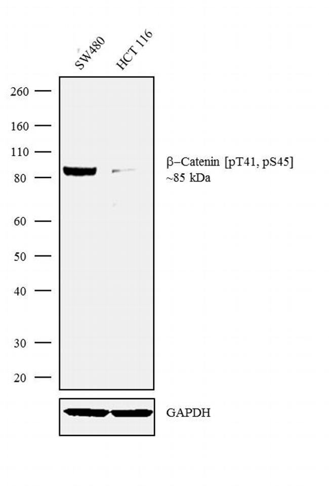 Phospho-beta Catenin (Thr41, Ser45) Antibody (702969)