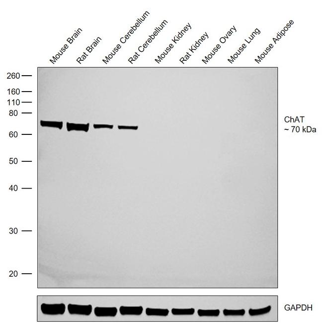 Chat Antibody 7037