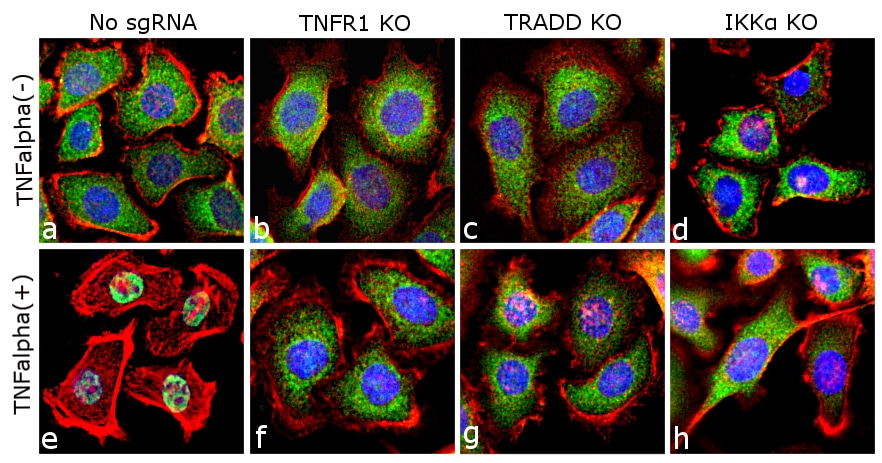 Anti-NFkB P65 Antibodies | Invitrogen