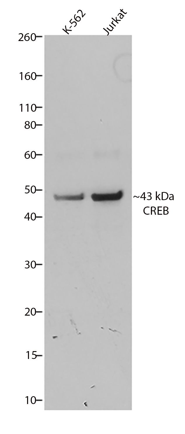 blotting system dry CREB 3HCLC) Antibody (Oligoclonal,