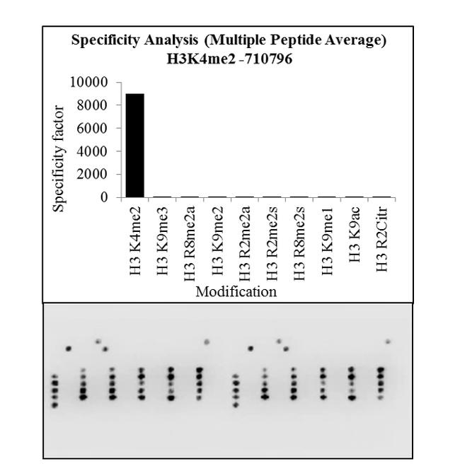 H3K4me2 Antibody in Peptide array (ARRAY)