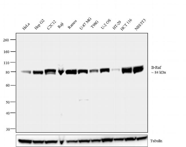 B-Raf Antibody (711219)