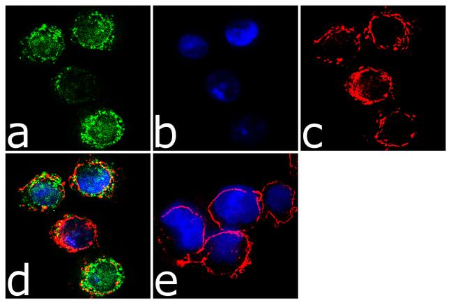 CCR2 Antibody (711255)