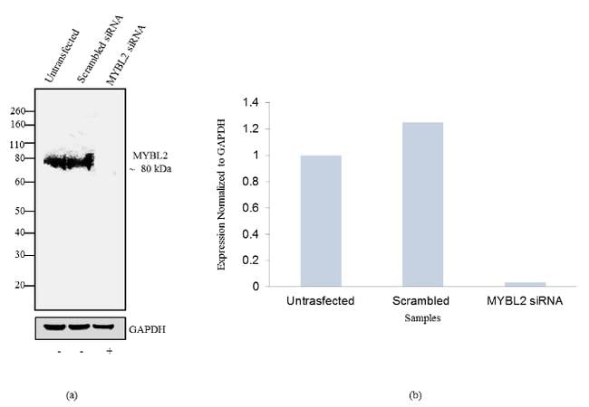 B-Myb Antibody (711708)