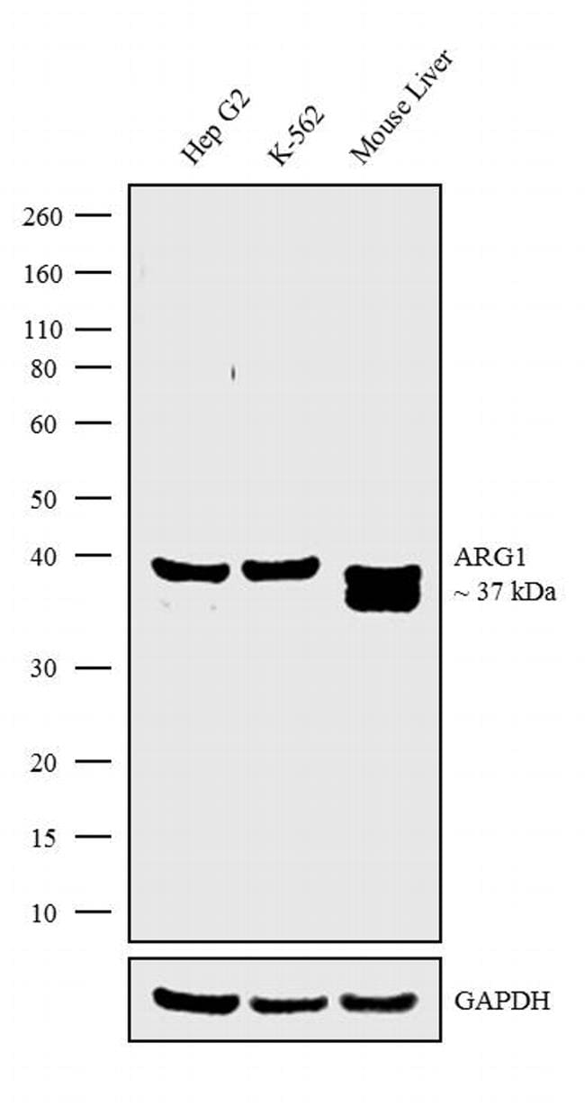 Arginase 1 Antibody (711765)