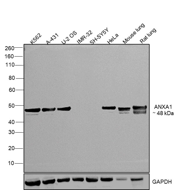 Annexin A1 Antibody