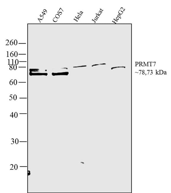 PRMT7 Antibody (720143)