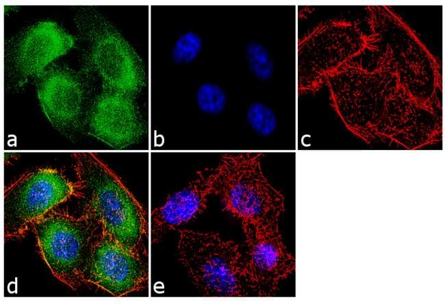 Gephyrin Antibody (720218)