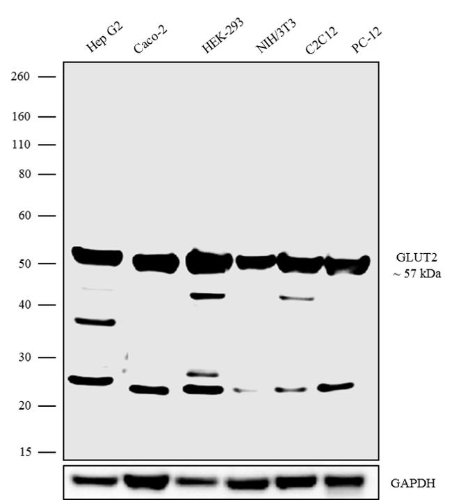 GLUT2 Antibody (720238)