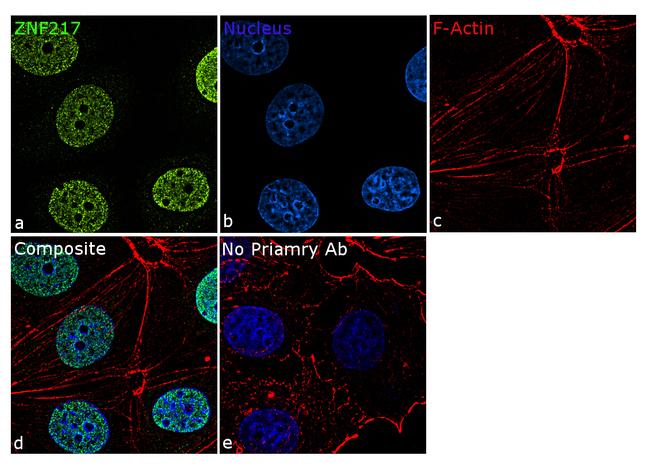 ZNF217 Antibody (720352)