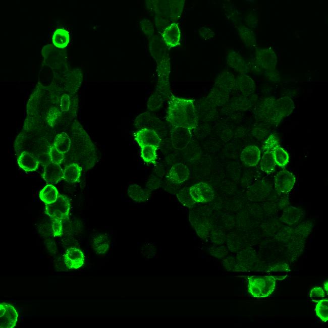 GPR56 Antibody (720373)