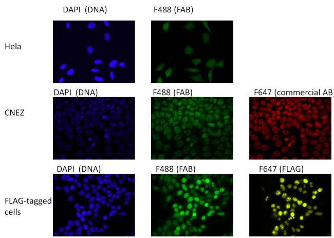 Brd4 Primary Antibodies