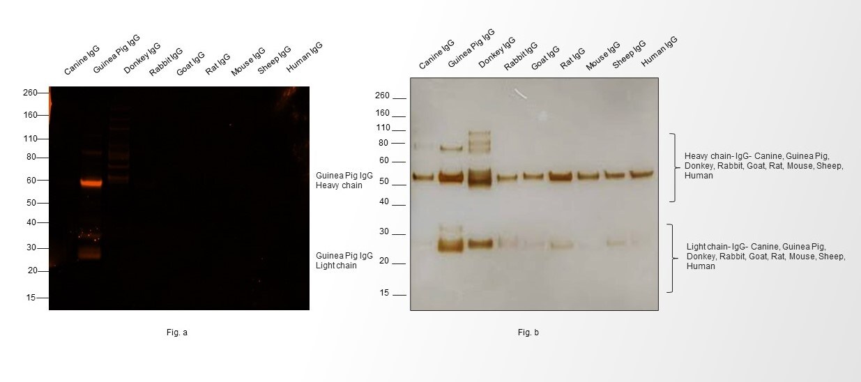 Guinea Pig IgG (H+L) Highly Cross-Adsorbed Secondary Antibody