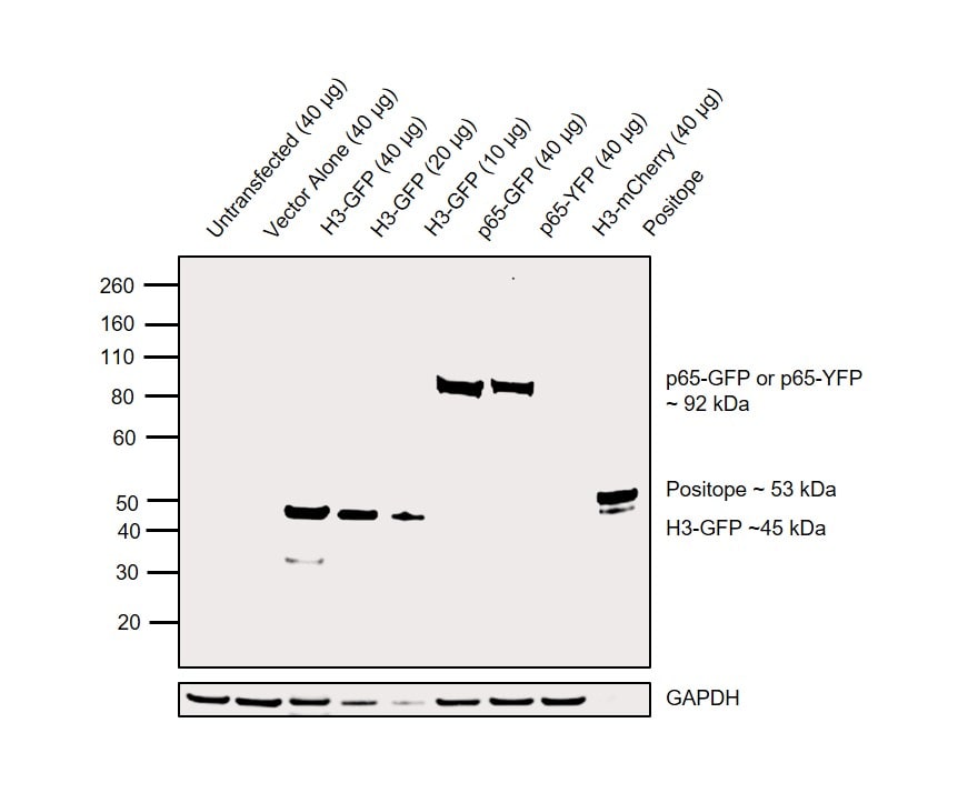 Gfp Antibody A 11122