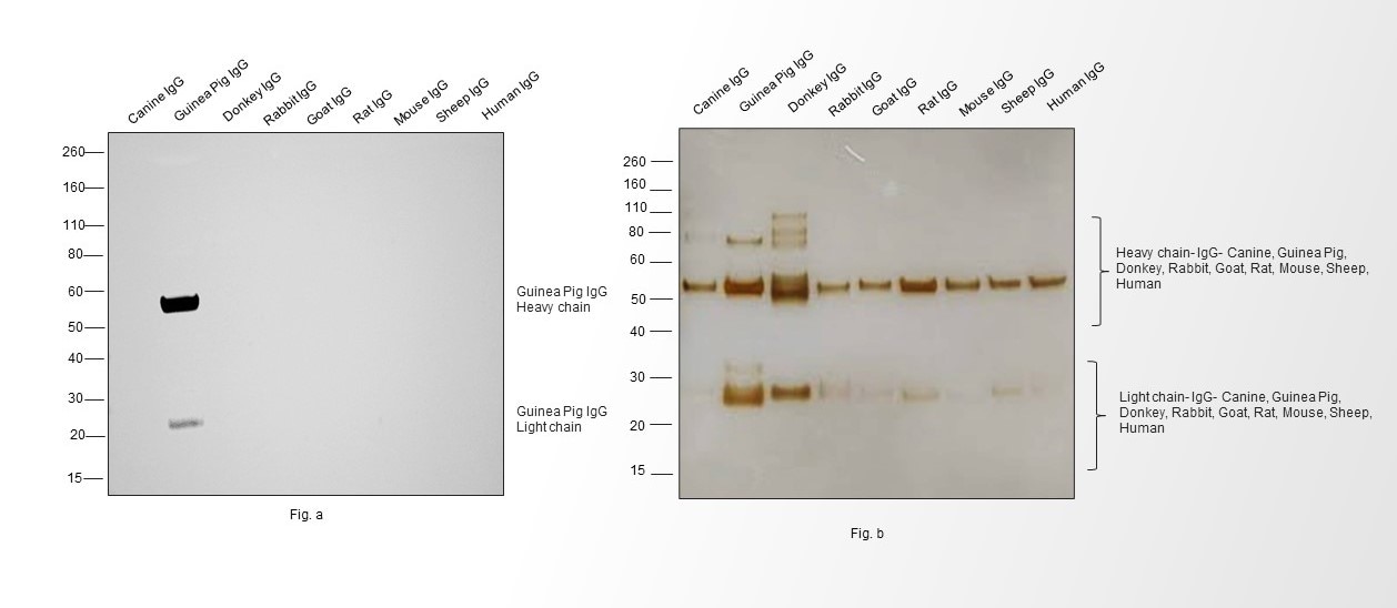 Guinea Pig IgG (H+L) Secondary Antibody