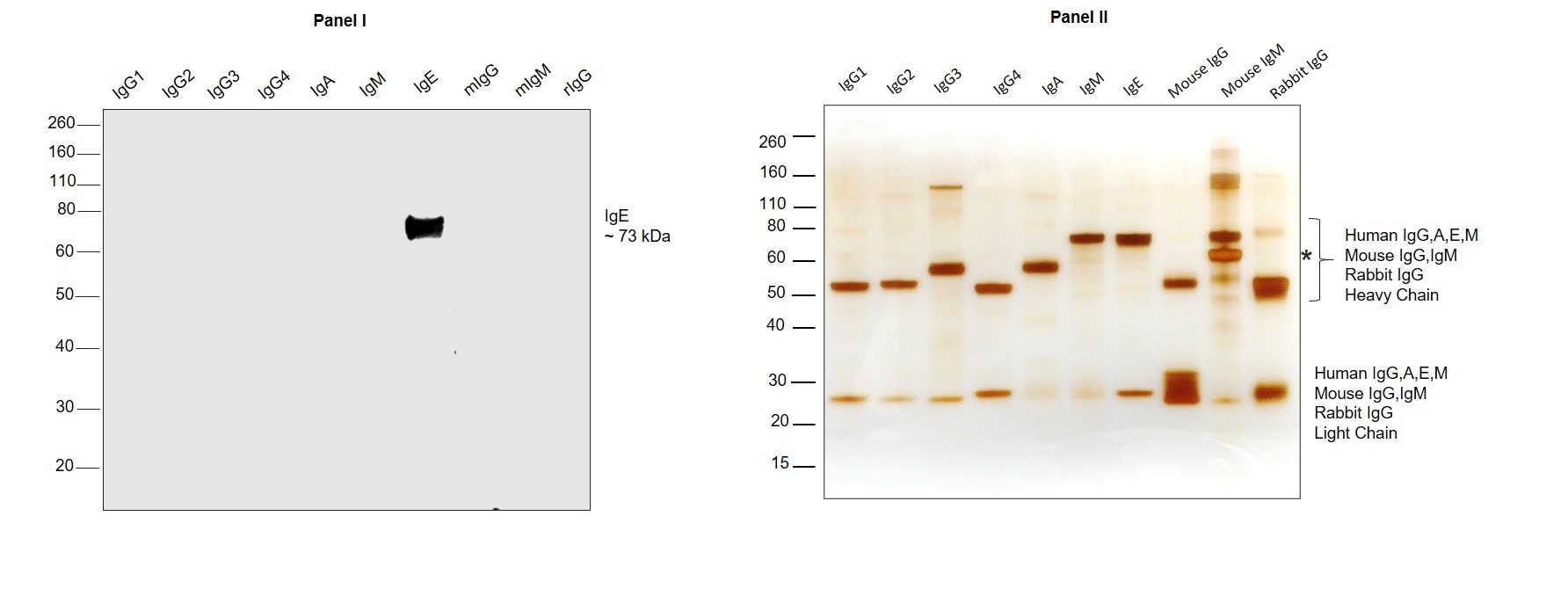 Human IgE Secondary Antibody