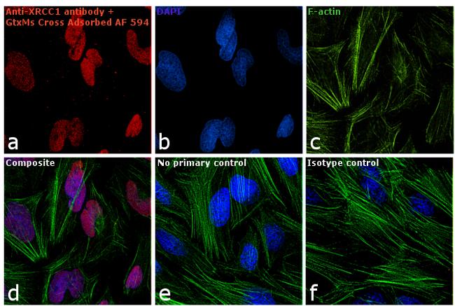 Goat anti-Mouse IgG2a Cross-Adsorbed, Alexa Fluor® 594