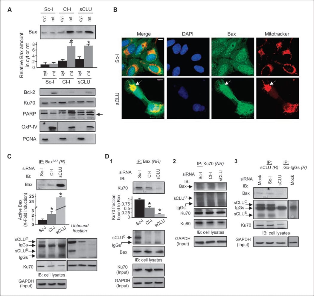 Oxphos Complex Iv Subunit Iv Antibody A