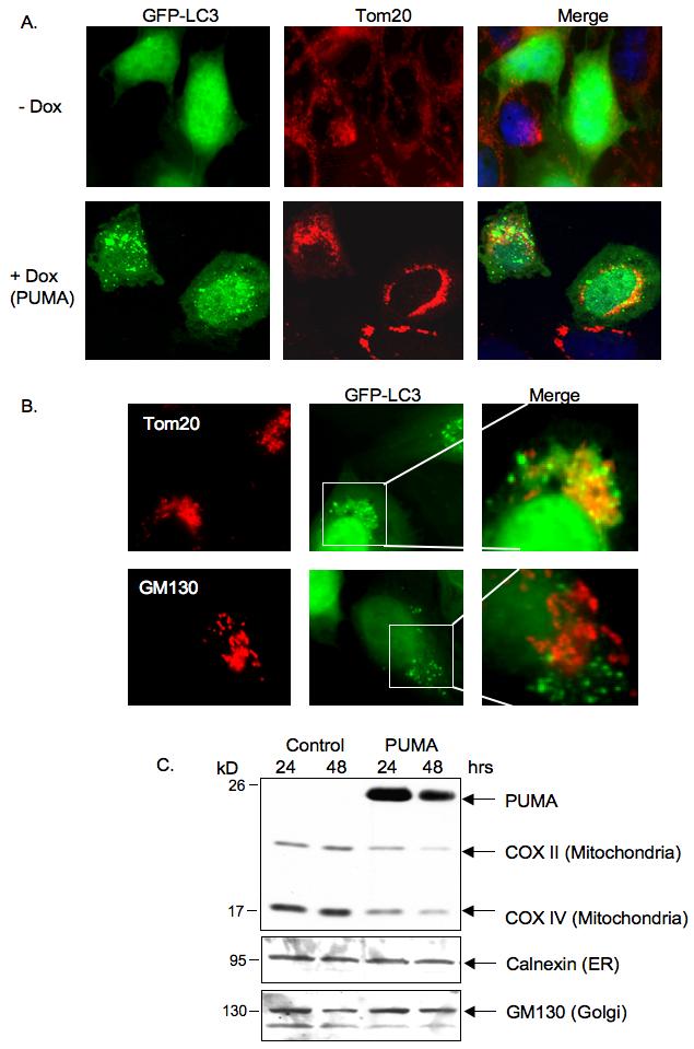 Oxphos Complex Iv Subunit Iv Antibody A