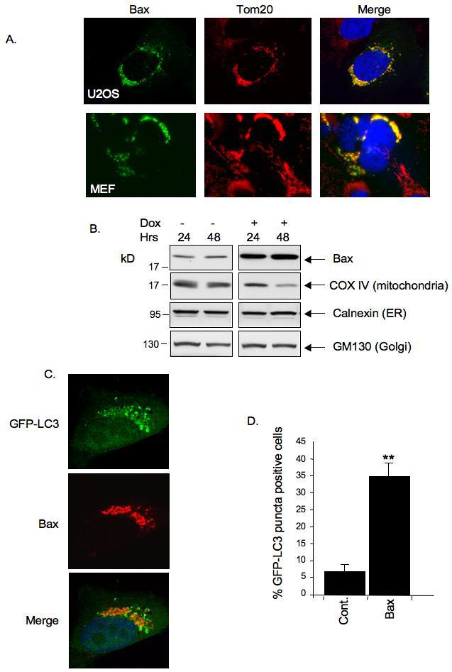 Oxphos Complex Iv Subunit Iv Antibody A