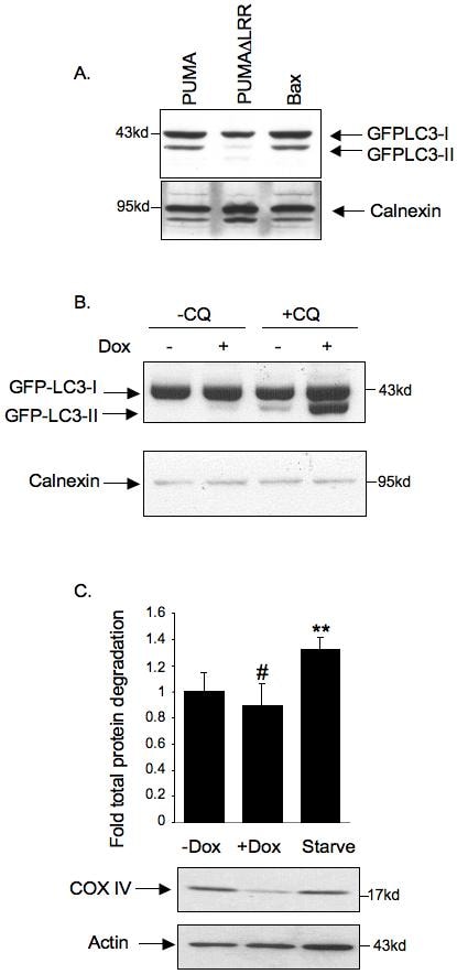 Oxphos Complex Iv Subunit Iv Antibody A