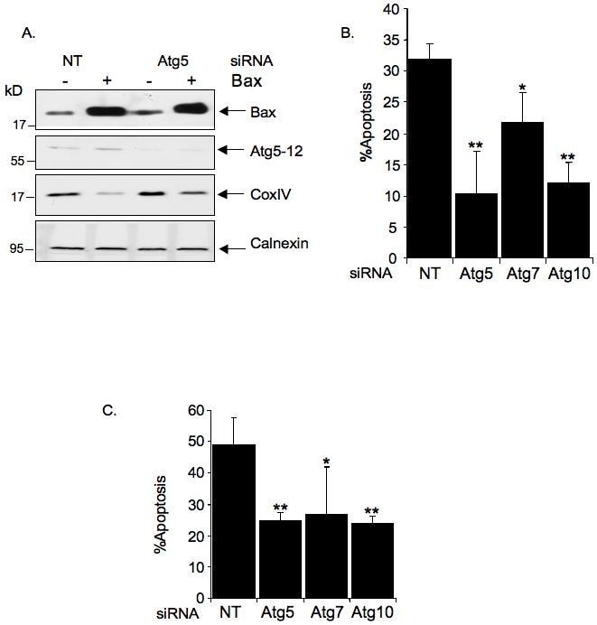 Oxphos Complex Iv Subunit Iv Antibody A