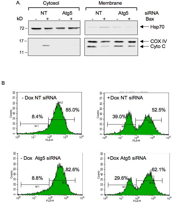 Oxphos Complex Iv Subunit Iv Antibody A