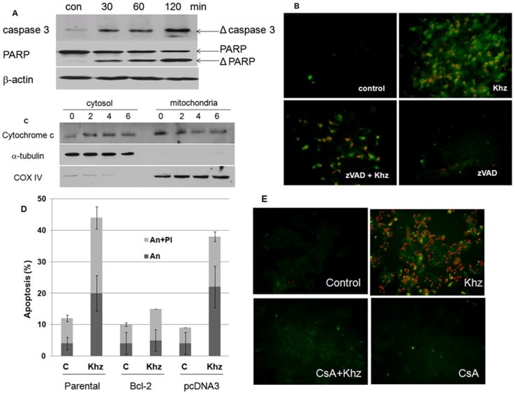 Oxphos Complex Iv Subunit Iv Antibody A