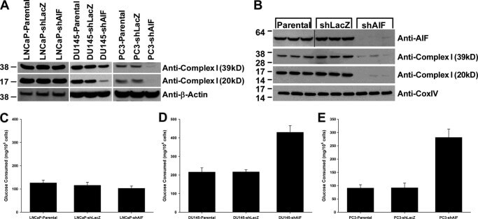 Oxphos Complex Iv Subunit Iv Antibody A