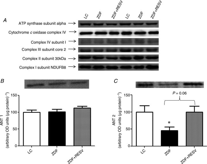 Oxphos Complex Iv Subunit Iv Antibody A