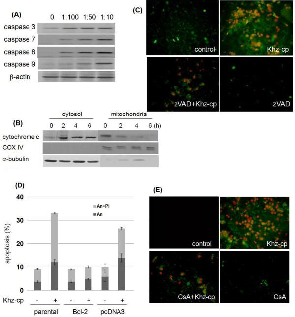 Oxphos Complex Iv Subunit Iv Antibody A