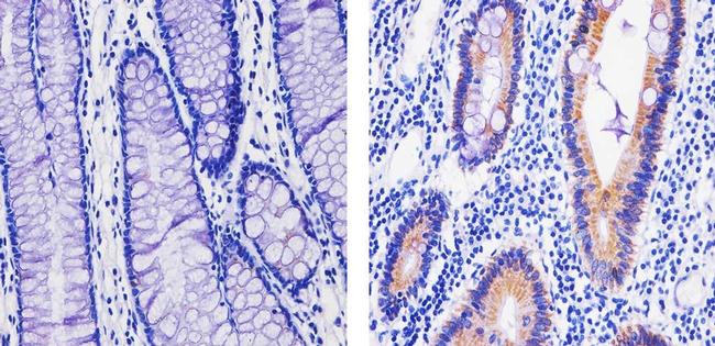 Oxphos Complex Iv Subunit Iv Antibody A