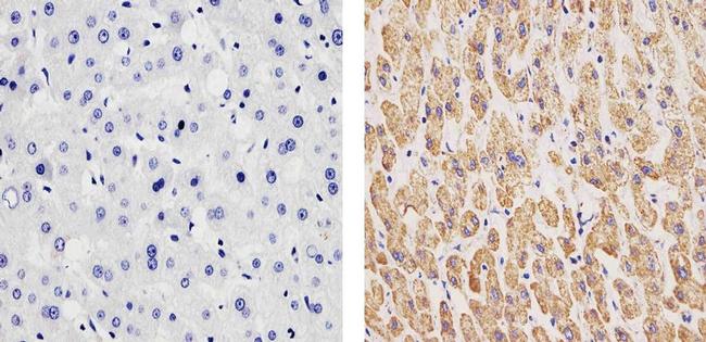 Oxphos Complex Iv Subunit Iv Antibody A