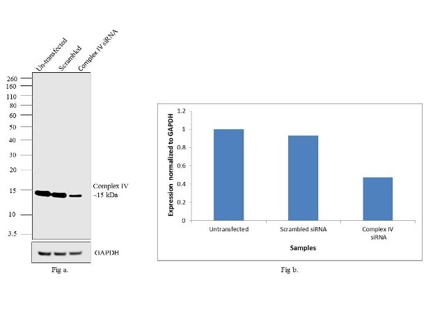 Oxphos Complex Iv Subunit Iv Antibody A