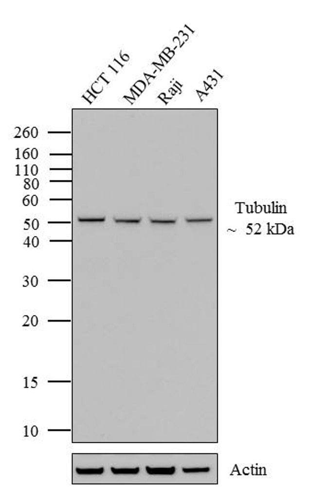 Alpha Tubulin Western Blot