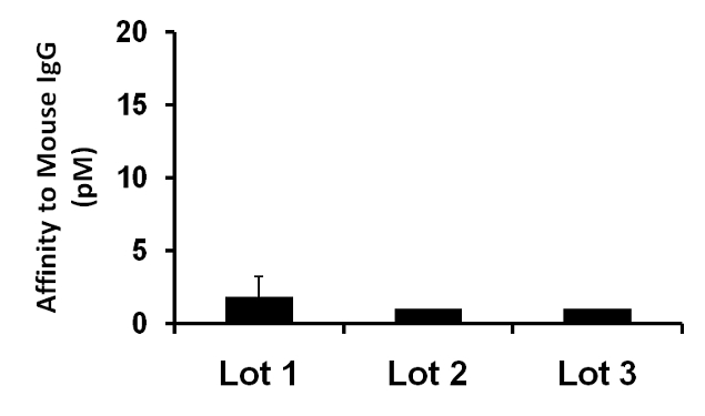 Mouse IgG (H+L) Secondary Antibody