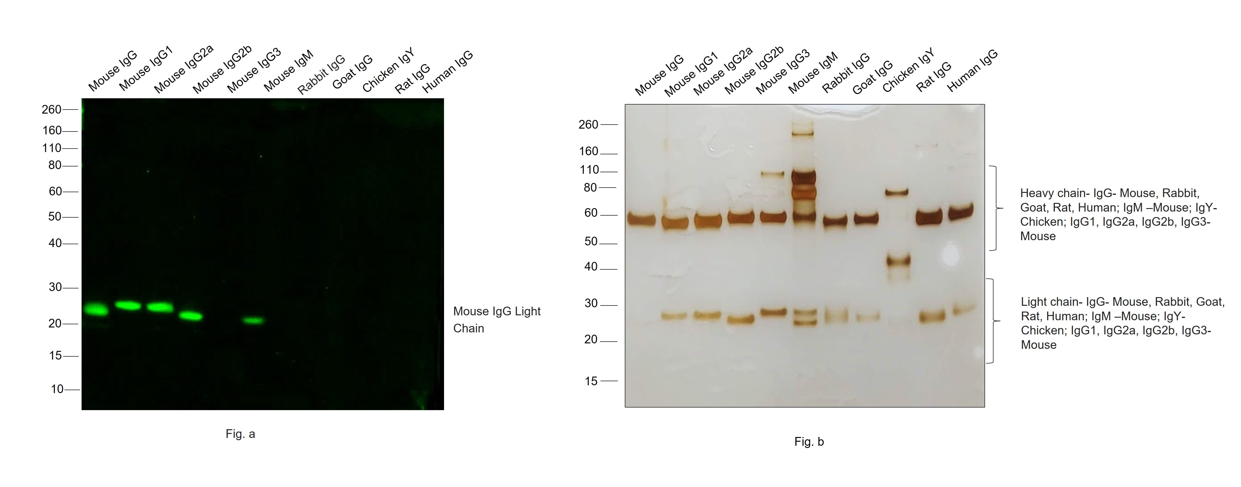 Mouse IgG (H+L) Secondary Antibody in Western Blot (WB)