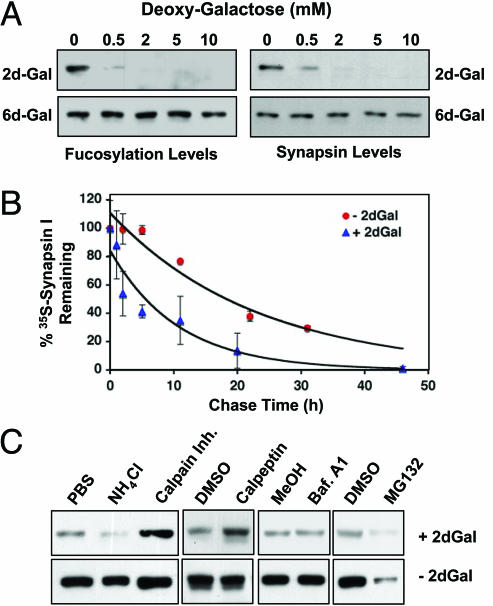 Synapsin 1 Antibody in Western Blot (WB)