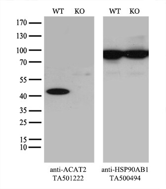 ACAT2 Antibody