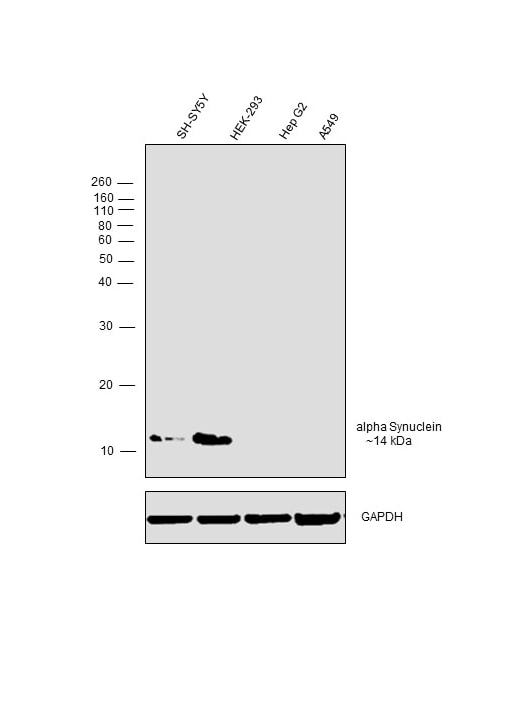 alpha Synuclein Antibody