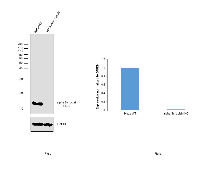 alpha Synuclein Antibody