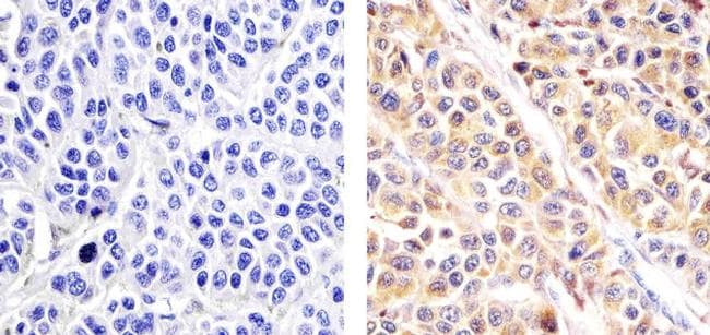 alpha Synuclein Antibody in Immunohistochemistry (Paraffin) (IHC (P))