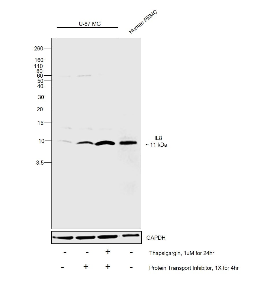 IL-8 (CXCL8) Antibody in Western Blot (WB)