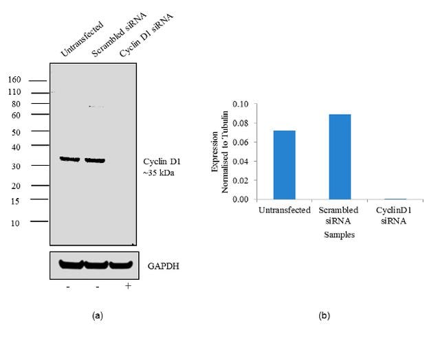 Cyclin D1 Antibody in Western Blot (WB)