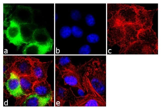 Cyclin D1 Antibody in Immunocytochemistry (ICC/IF)