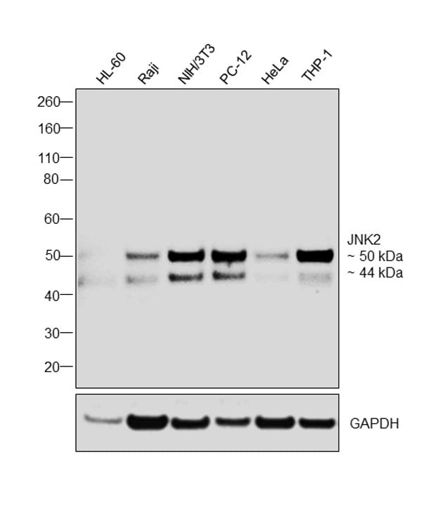 JNK2 Antibody (AHO1162)