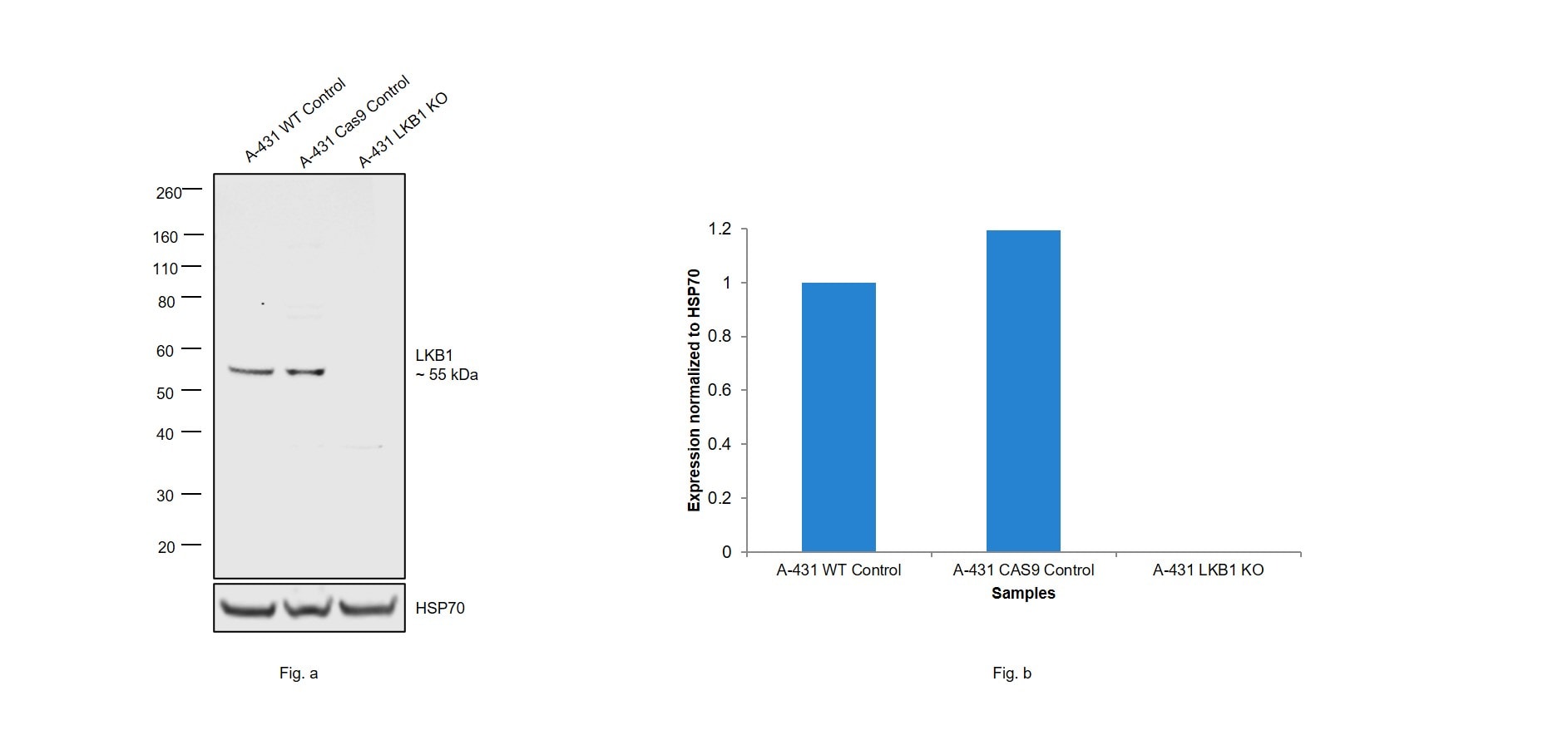 LKB1 Antibody