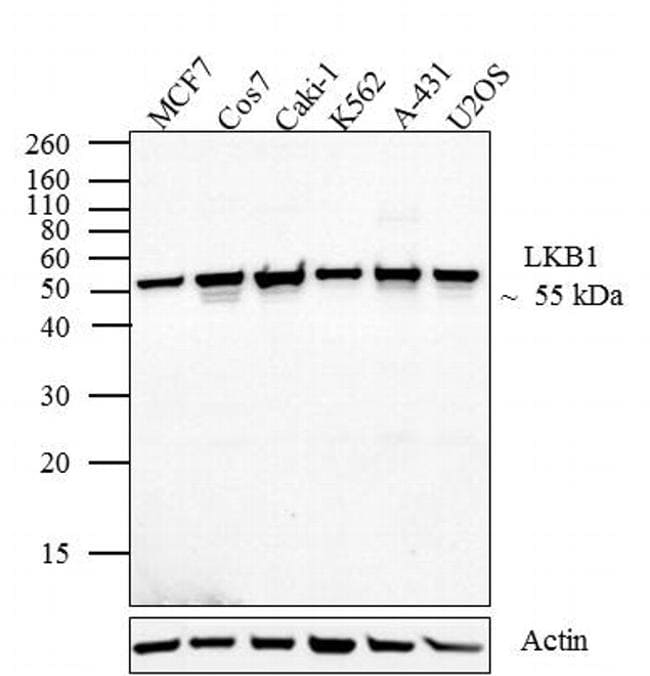 LKB1 Antibody in Western Blot (WB)