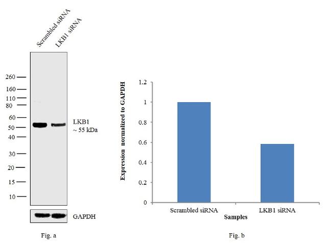 LKB1 Antibody in Western Blot (WB)