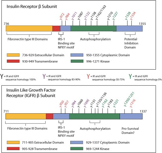 INSR alpha Antibody